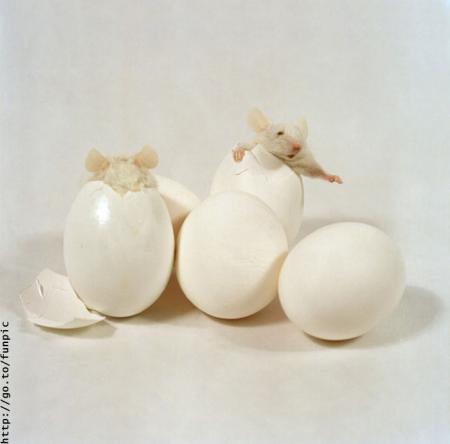 c bien de trouver des souris  ..